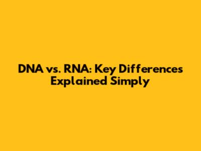 DNA vs. RNA: Key Differences Explained Simply