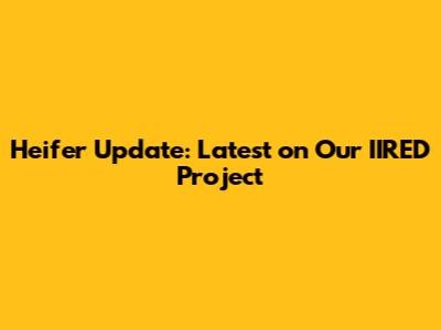 Heifer Update: Latest on Our IIRED Project
