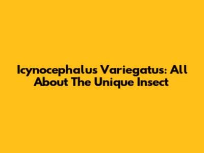 Icynocephalus Variegatus: All About The Unique Insect