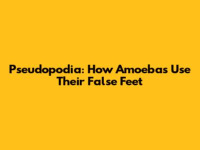 Pseudopodia: How Amoebas Use Their False Feet