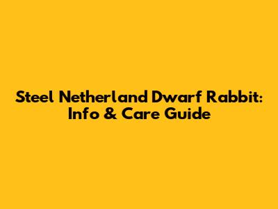 Steel Netherland Dwarf Rabbit: Info & Care Guide